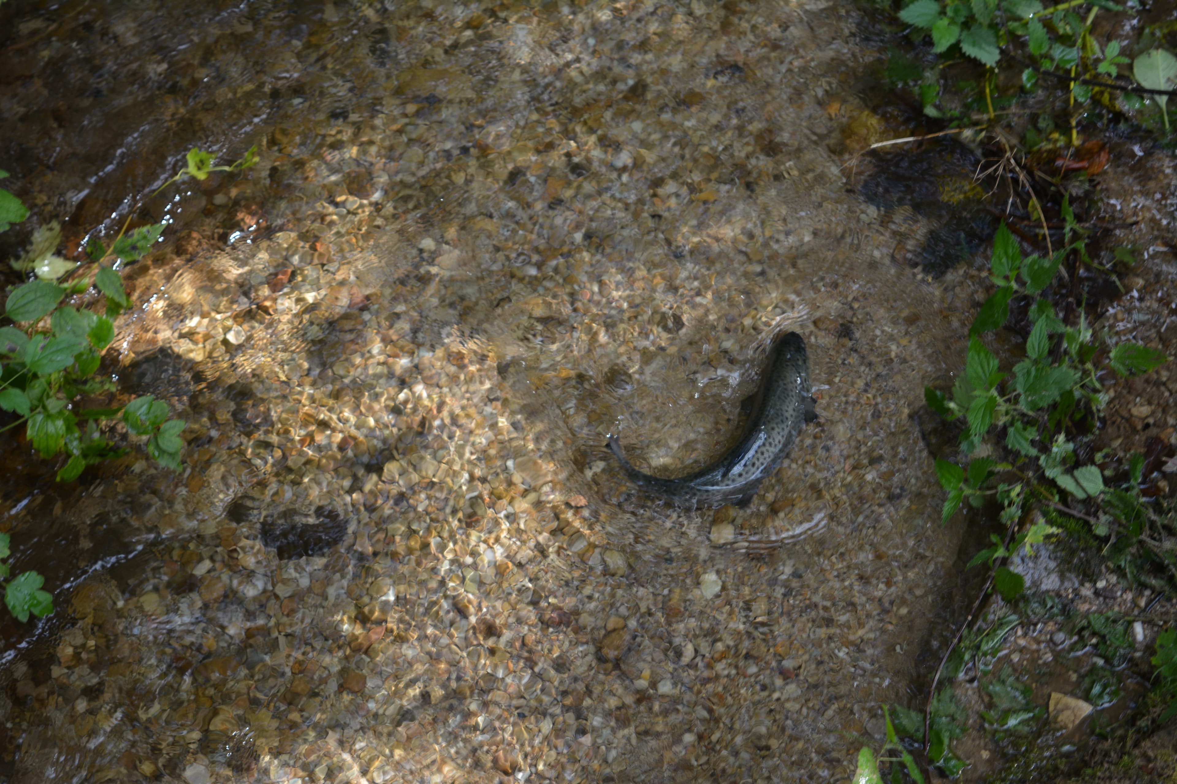 Repopulare Valea Zugăului cu Păstrăvi